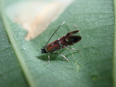 Phyllonorycter lautella