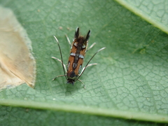 Phyllonorycter lautella