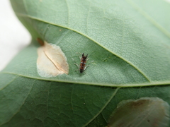 Phyllonorycter lautella