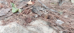 Casuarina equisetifolia
