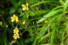 Ixeridium transnokoense