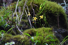 Ixeridium transnokoense