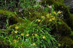 Ixeridium transnokoense