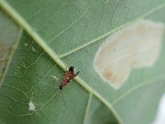 Phyllonorycter lautella
