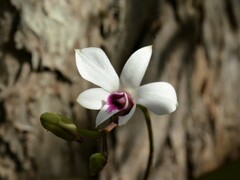 Dendrobium affine