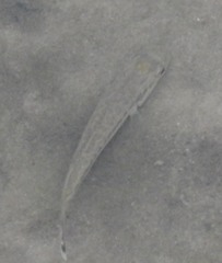 Micropterus punctulatus