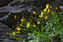 Ixeridium transnokoense