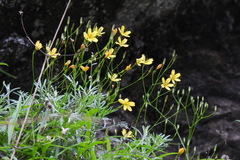 Ixeridium transnokoense