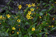 Ixeridium transnokoense