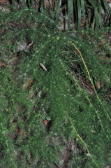 Asparagus tenuifolius