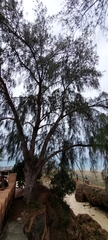 Casuarina equisetifolia