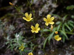 Ixeridium transnokoense