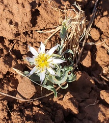 Tragopogon collinus
