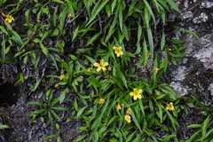 Ixeridium transnokoense