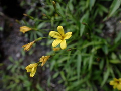 Ixeridium transnokoense