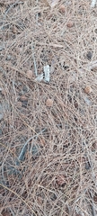 Casuarina equisetifolia