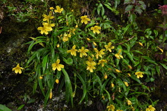 Ixeridium transnokoense