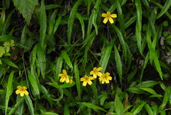 Ixeridium transnokoense