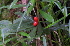 Daphne arisanensis
