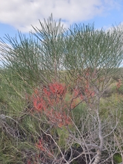 Hakea orthorrhyncha