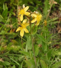 Hypericum richeri richeri