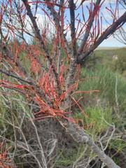 Hakea orthorrhyncha