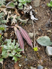 Oxytropis pauciflora