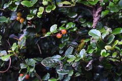 Viburnum taitoense