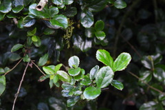 Viburnum taitoense