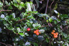 Viburnum taitoense