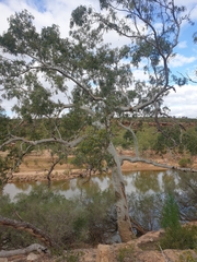 Eucalyptus camaldulensis arida