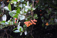 Viburnum taitoense