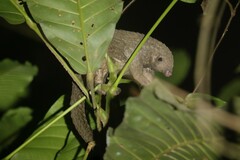 Phataginus tricuspis