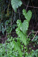 Dioscorea collettii