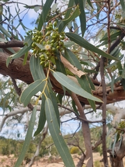 Eucalyptus camaldulensis arida