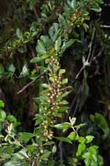 Rhamnus parvifolia