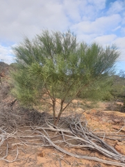 Jacksonia cupulifera