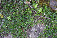 Cotoneaster morrisonensis