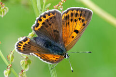 Lycaena candens