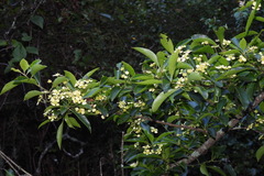 Euonymus carnosus