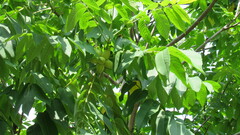 Juglans mandshurica
