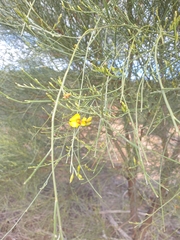 Jacksonia cupulifera