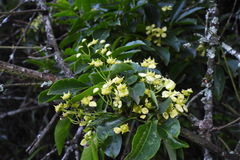Euonymus carnosus