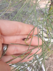 Jacksonia cupulifera