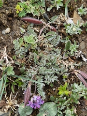 Oxytropis pauciflora