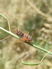 Cicadatra hyalina