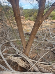 Jacksonia cupulifera