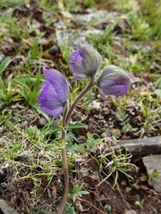 Aconitum tanguticum