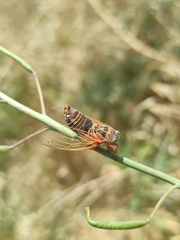 Cicadatra hyalina
