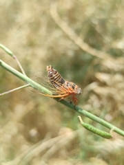 Cicadatra hyalina